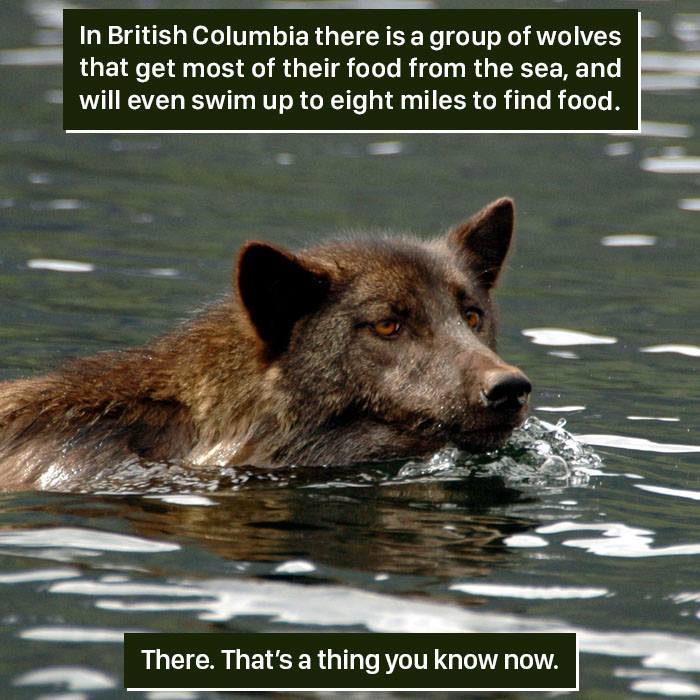 Wolf Facts