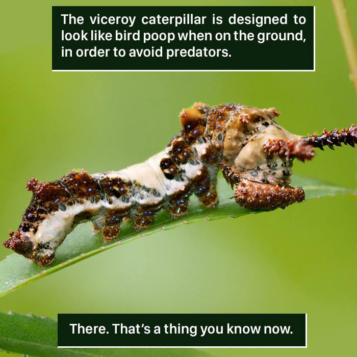 Caterpillar Facts