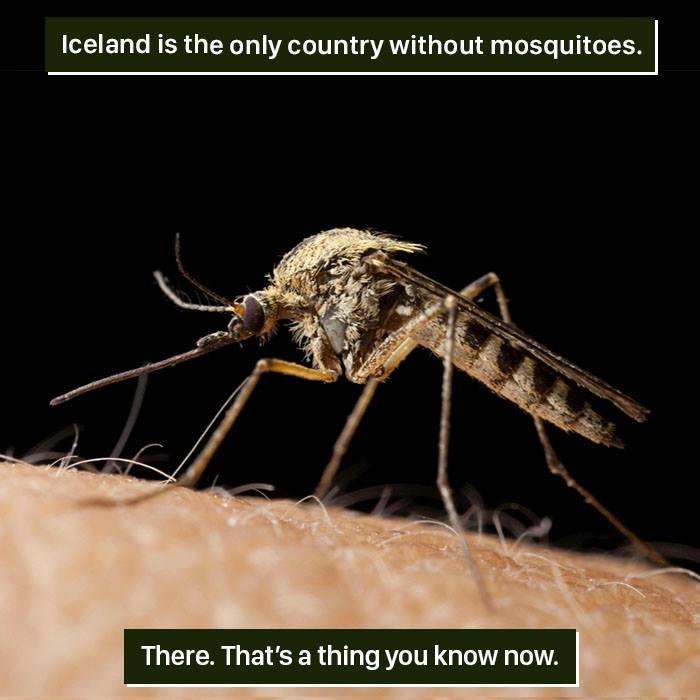 Mosquito Facts