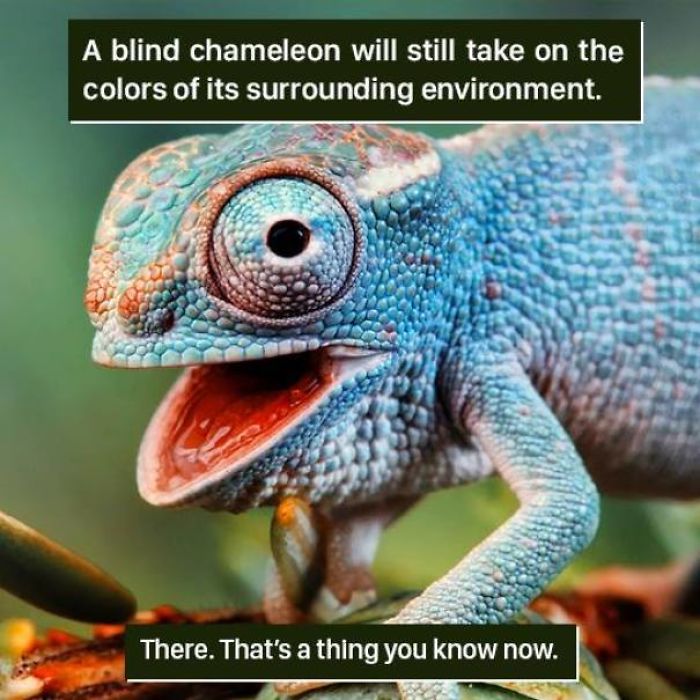 Chameleon Facts