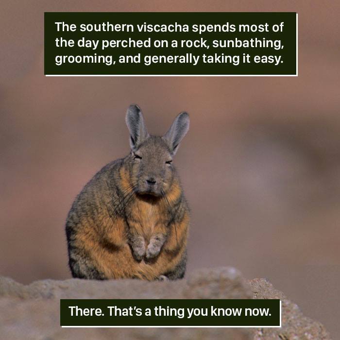 Southern Viscacha Facts
