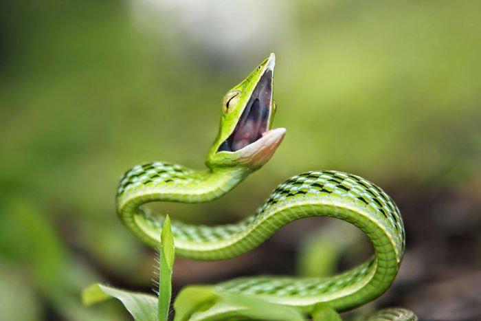 The Green Vine Snake (Ahaetulla Nasuta)