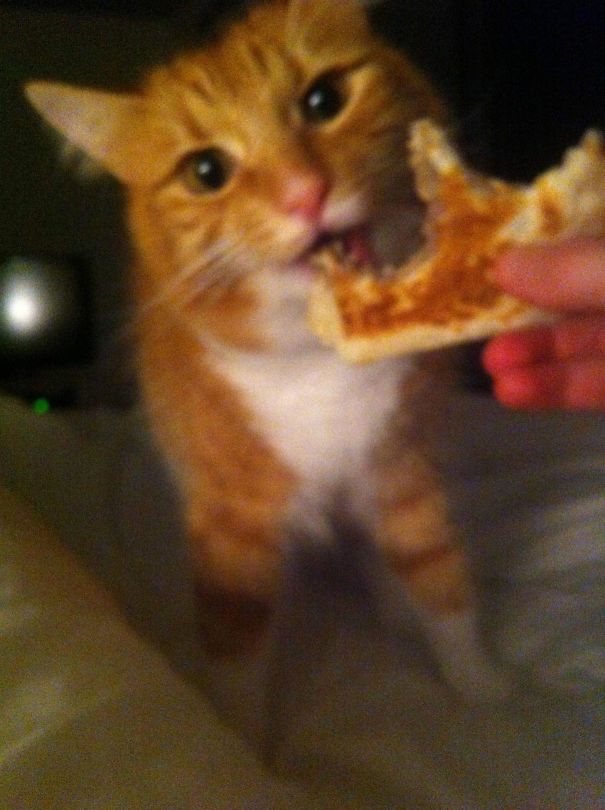 Got Too Drunk Last Night. Apparently My Cat And I Shared A Quesadilla Before I Passed Out