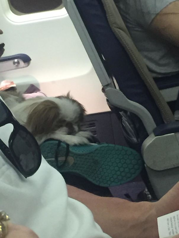 I See Your Booped Dog On A Plane And Raise You A Sleeping Pupper On A Plane
