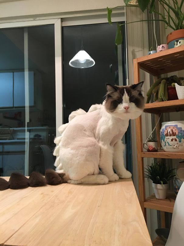 This Is What Happens When You Let Your Boyfriend Take The Cat To The Groomer