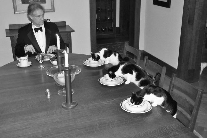 Mi esposa está de viaje y me aburro tanto que he preparado una cena formal con los gatos