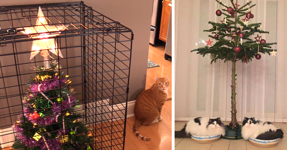 40 Genius People Who Found A Way To Protect Their Christmas Trees From  Asshole Cats And Dogs | Bored Panda
