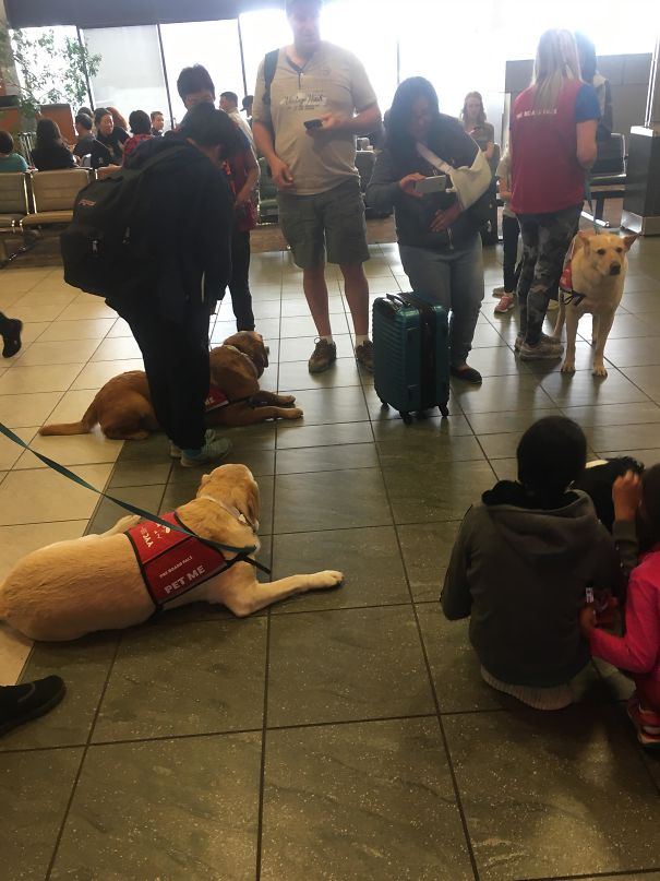 In Canadian Airports The Have "Pre-Board Pals" Which Are Dogs Near Boarding Zones To Relax You Before You Fly