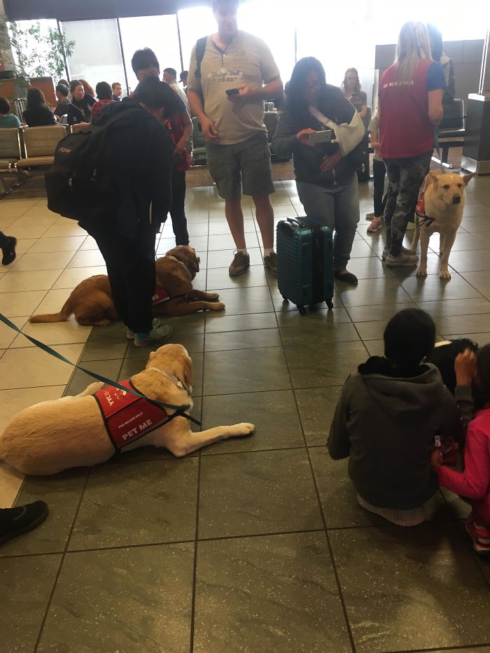 Perros para relajarte antes de volar en los aeropuertos canadienses