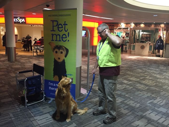 Aeropuerto con animales voluntarios de terapia. Este es Boudi