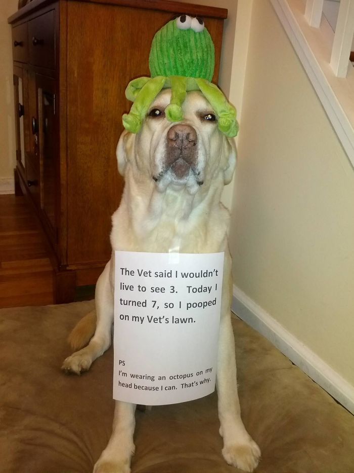 Best Reason Ever To Be Able To Shame My Dog. Hope To Repeat For Many Years!