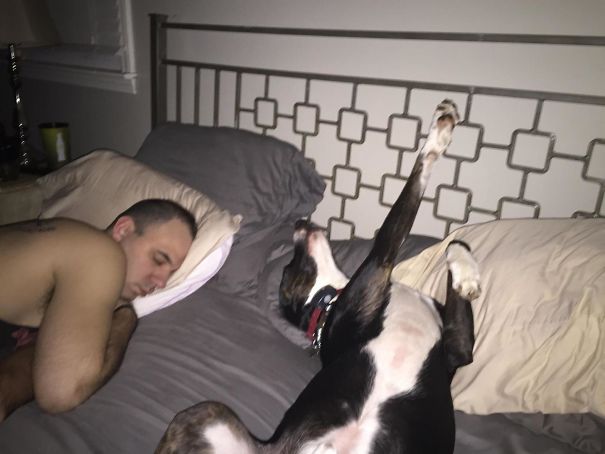 My Wife Claims I Like Snuggling More With Our Rescue Dog Jesse And That He's Started Taking Over Her Side Of The Bed. I Don't Know What She's Talking About