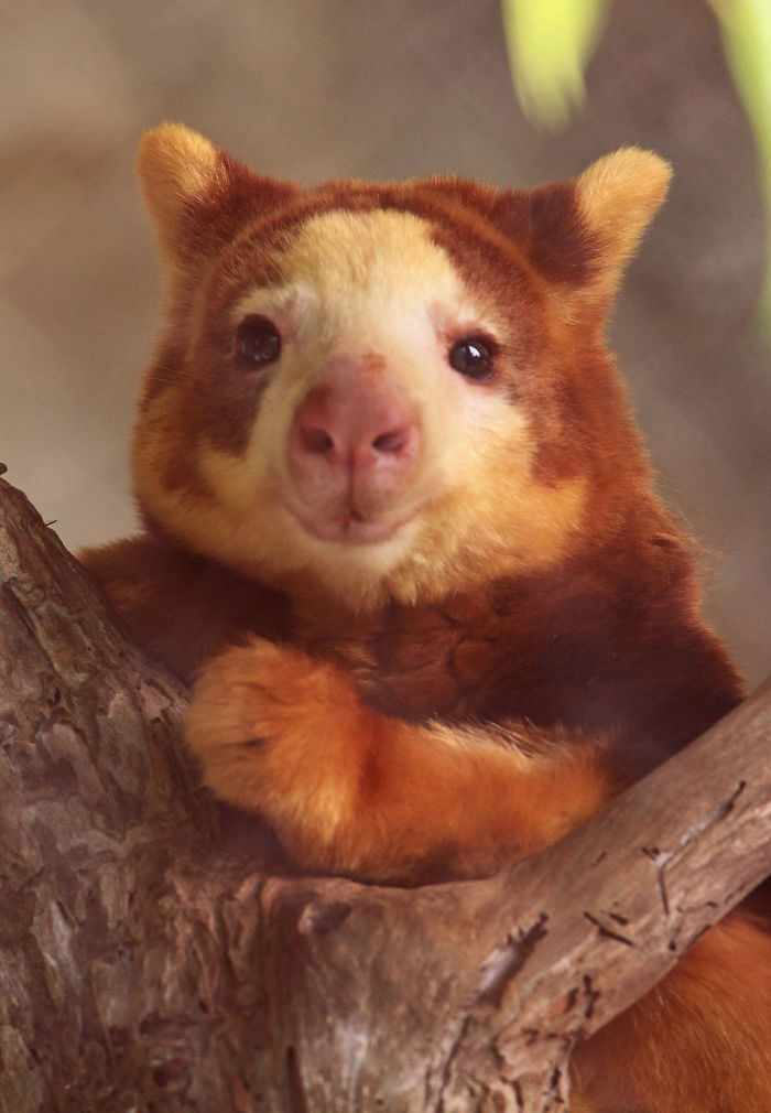 Tree-Kangaroo