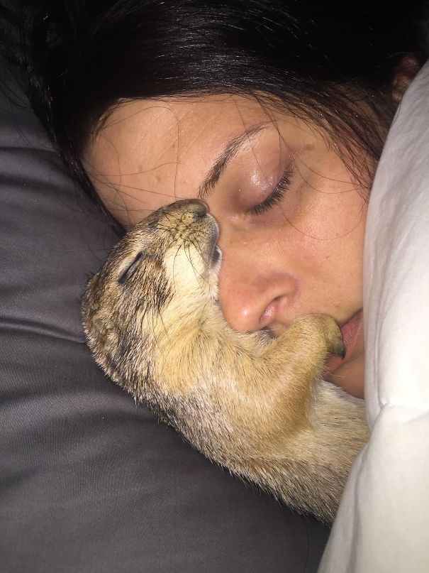 My Prairie Dog And Girlfriend Asleep