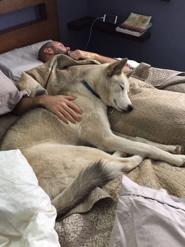 My Wife Took A Pic Of Me With My Boy Birch. Such A Huge Husky Baby