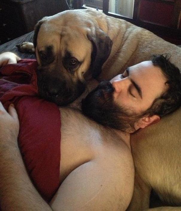 Meet My Army Veteran Husband Using Our 170 Pound English Mastiff (Buck) As A Pillow