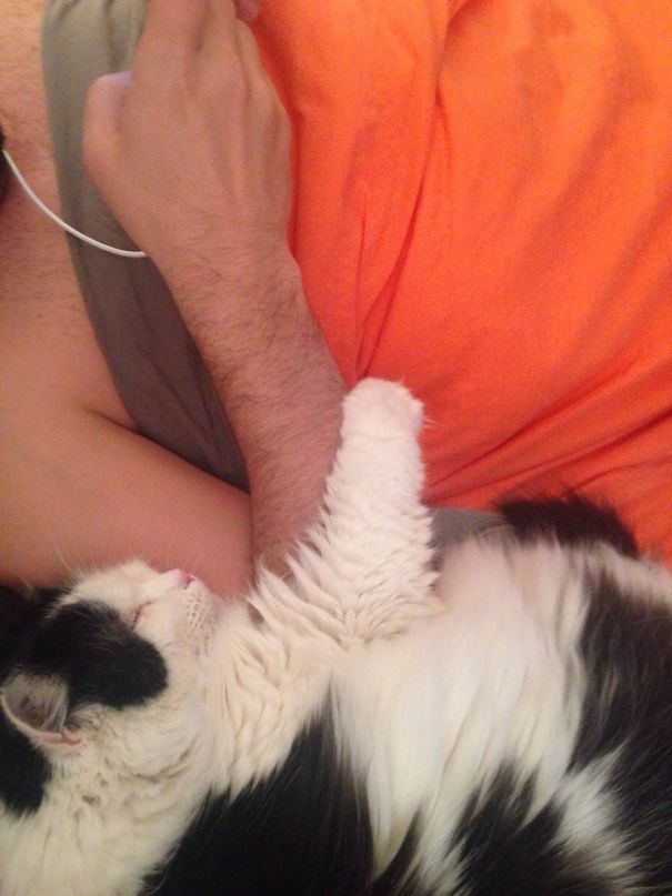 My Boyfriend Has Had This Cat For 12 Years. She Likes To Spoon Her Human