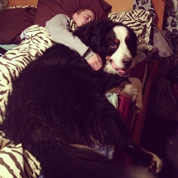 My Dog And My Boyfriend In Bed
