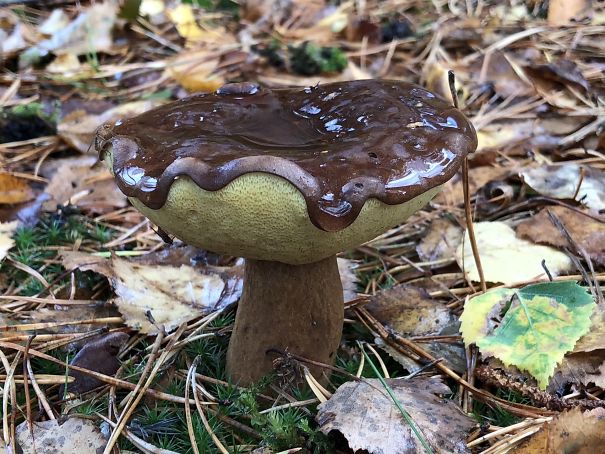 This Fungus Looks Like A Chocolate Covered Donut