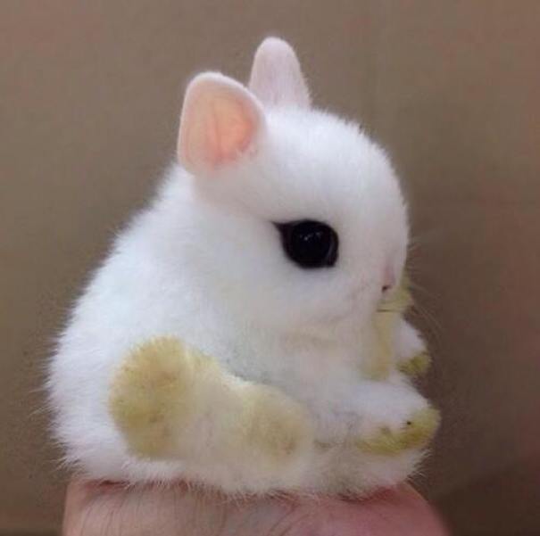 This Bunny Looks Like A Marshmallow With Eyes