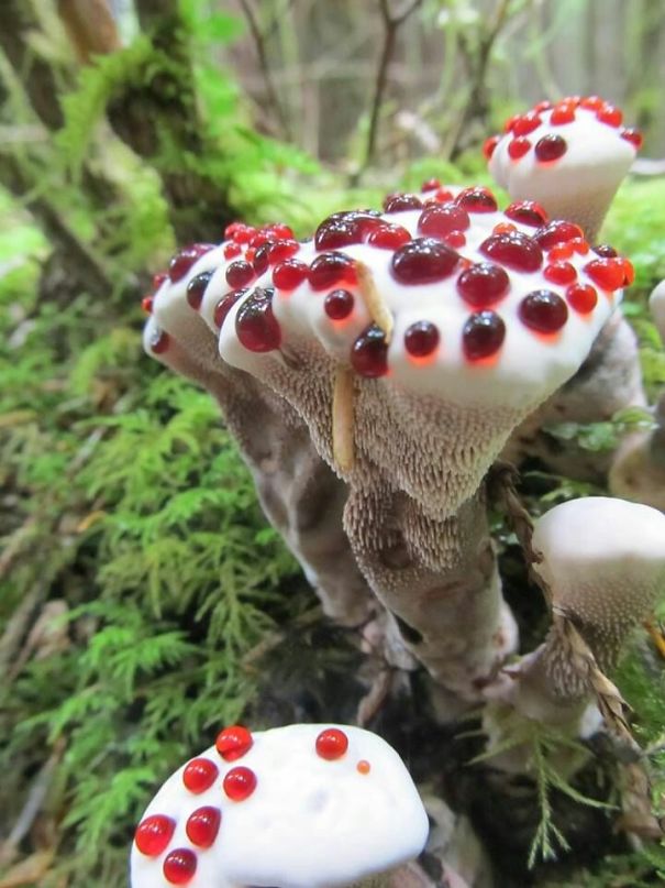 This Mushroom Looks Like It Is Right Out Of Willy Wonka's Chocolate Room
