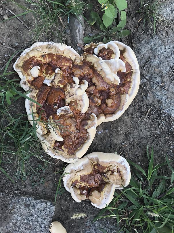 These Fungi Look Like Folded Pizzas