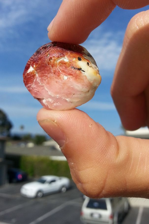 This Shell Looks Like Bacon