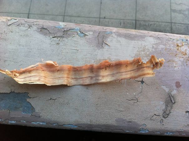 I Shaved Off A Piece Of Wood That Looks A Lot Like Bacon