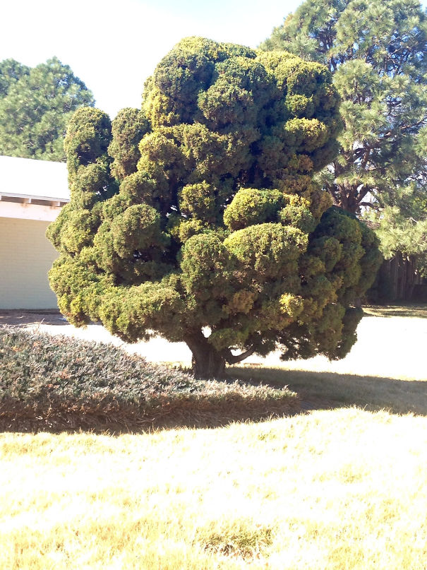 I Thought This Tree Looked Like A Giant Piece Of Broccoli
