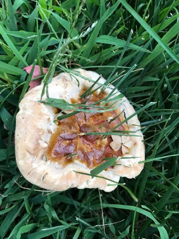 This Mushroom Looks Like Vegan Pizza