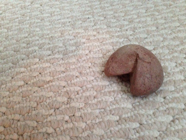 I Found A Rock That Looks Like A Fortune Cookie