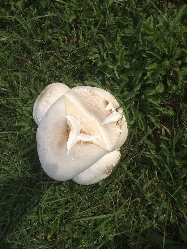 This Puffball Mushroom Looks Like An Amazing Piece Of Popcorn