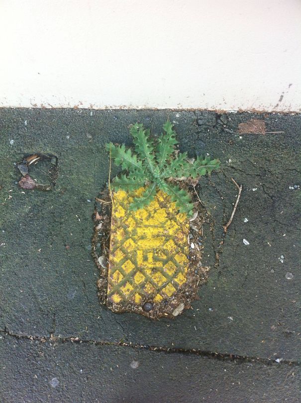 Mother Of God.. It's A Pineapple