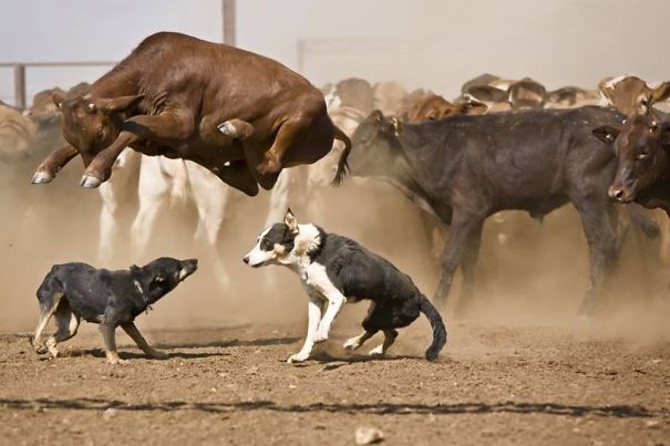 Cow Jumping Over Herding Dogs