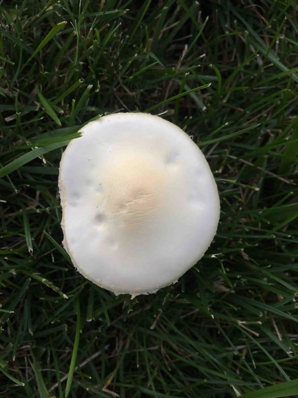 This Mushroom In My Yard Looks Like An Over-Medium Fried Egg