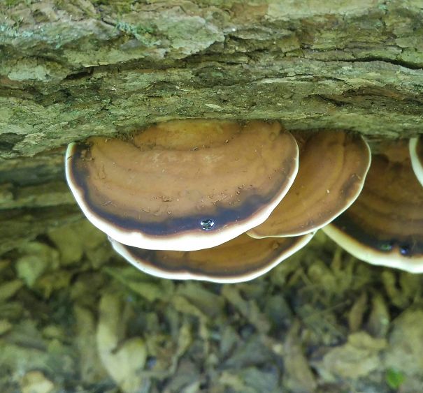 These Mushrooms Look Like Overcooked Pancakes
