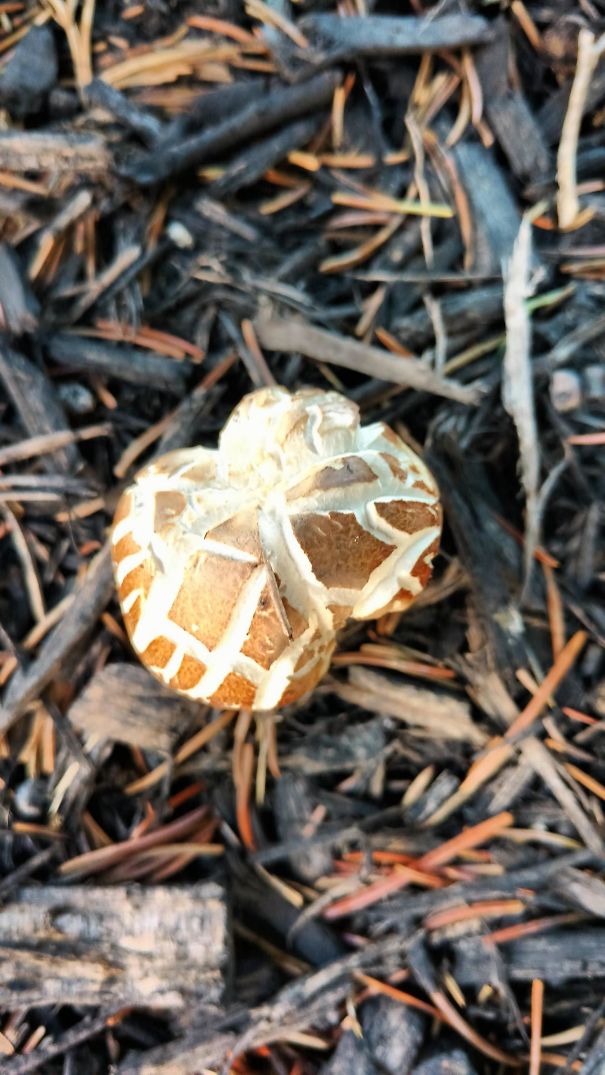 This Mushroom That Looks Like Popcorn