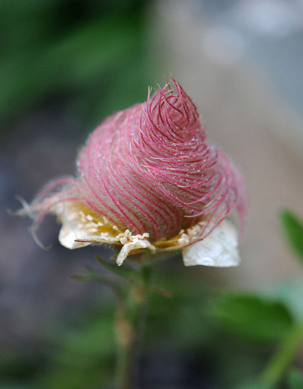 This Plant Looks Like Cotton Candy