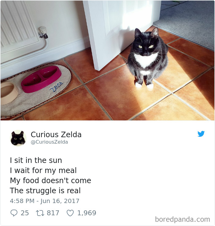Curious-Zelda-Cat-Tweets