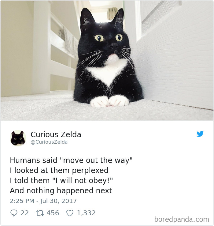 Curious-Zelda-Cat-Tweets