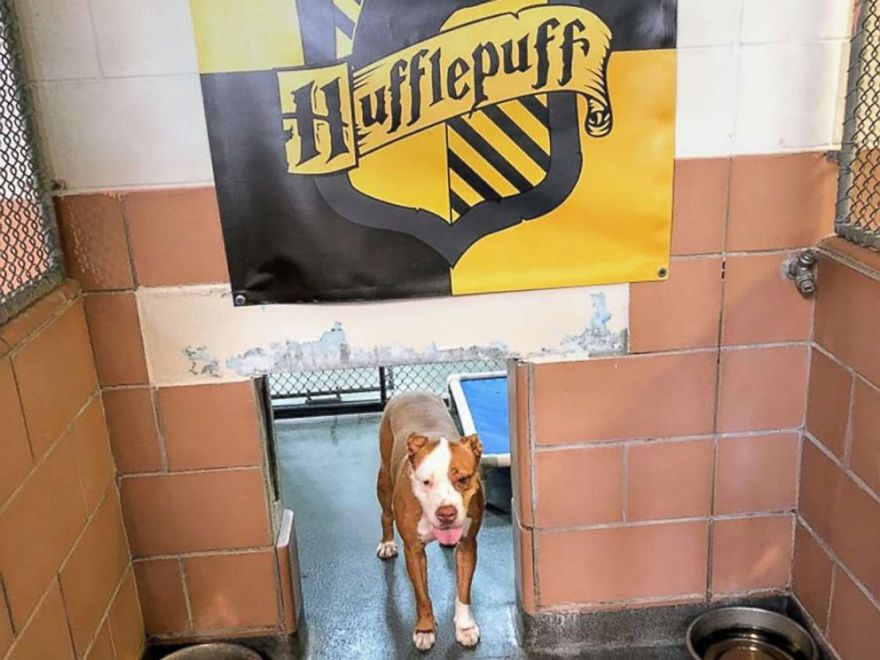 Animal Shelter Sorts Dogs Into Harry Potter "Pawgwarts" Houses To Encourage Adoption Based On Personality Rather Than Breed