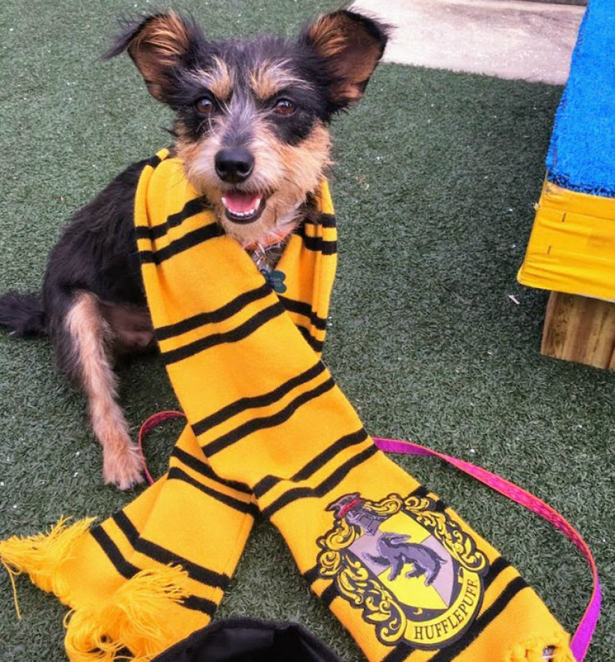 Animal Shelter Sorts Dogs Into Harry Potter "Pawgwarts" Houses To Encourage Adoption Based On Personality Rather Than Breed
