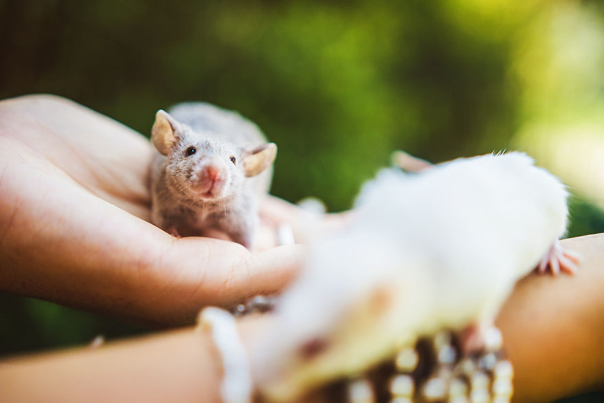 I Photographed Ex-Lab Rats And Mice Going Outdoors For The First Time, And Their Expressions Say It All