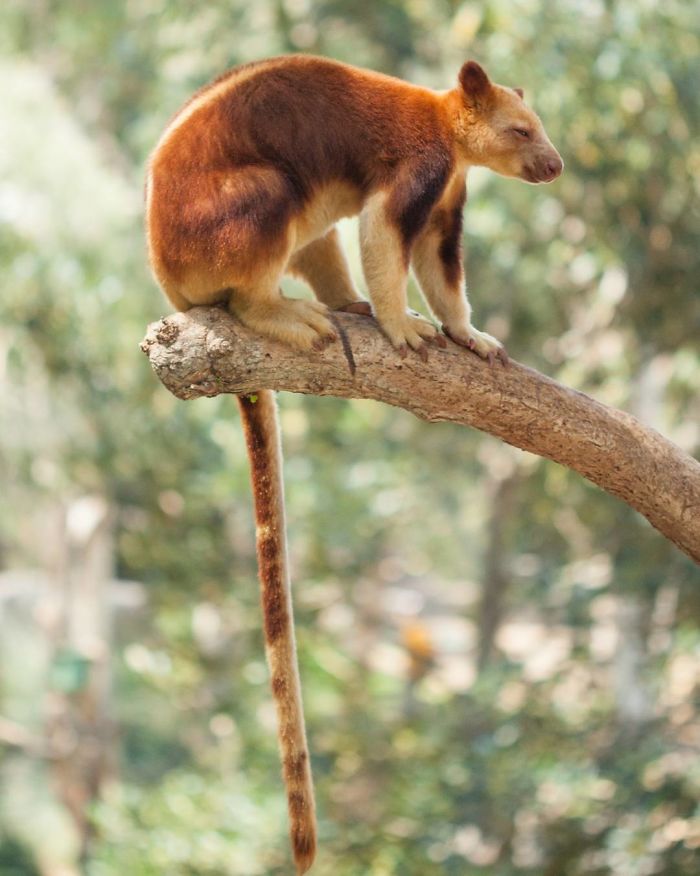 Tree-Kangaroo
