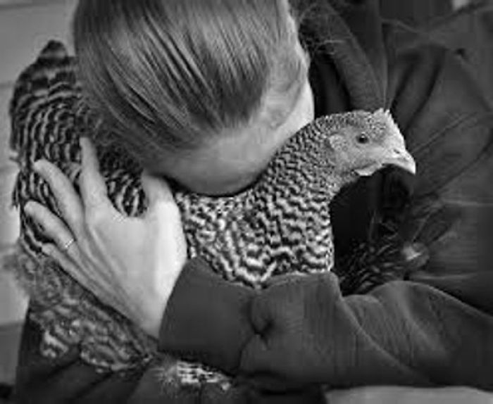 Chickens Are Smarter Than Your Toddler! Chickens Are Smarter Than Your Toddler!