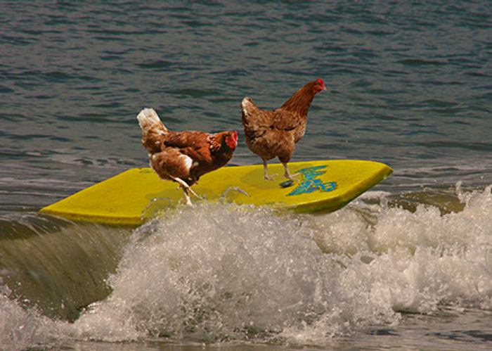 Chickens Are Smarter Than Your Toddler! Chickens Are Smarter Than Your Toddler!