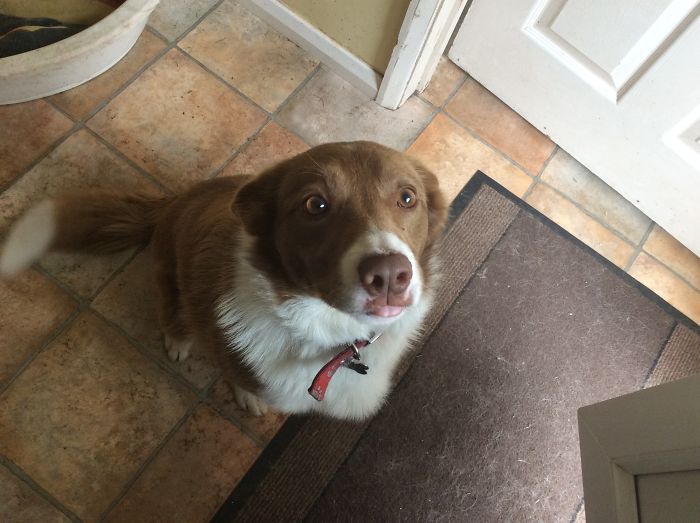 My Red Border Collie Is Called Ruby Aka, Rubes, Rubey Doobey, Pooch, Doggo, Scooby Doo, Or Just Dog