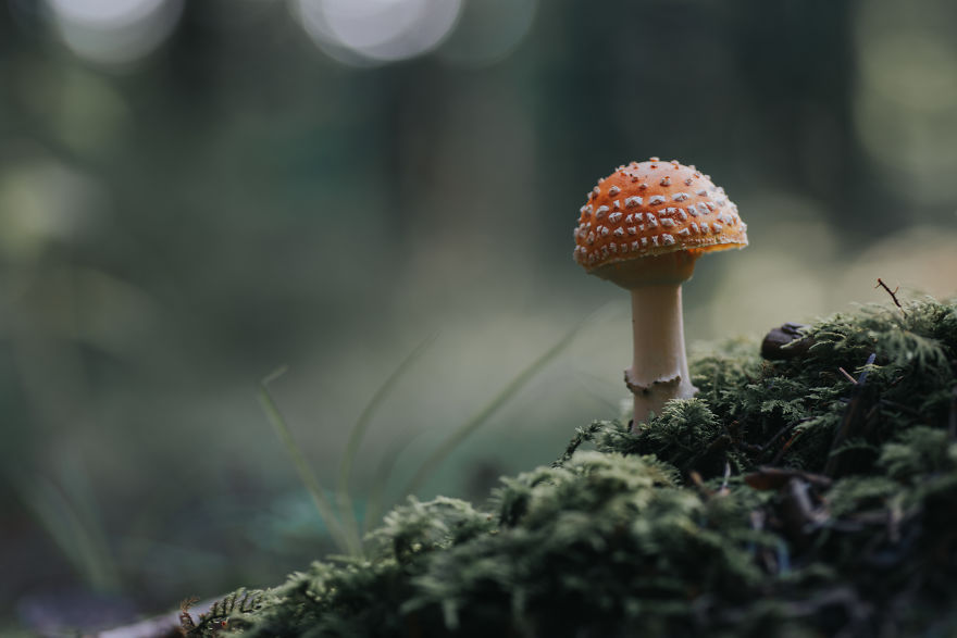 I Wander To The Woods To Photograph Mushrooms
