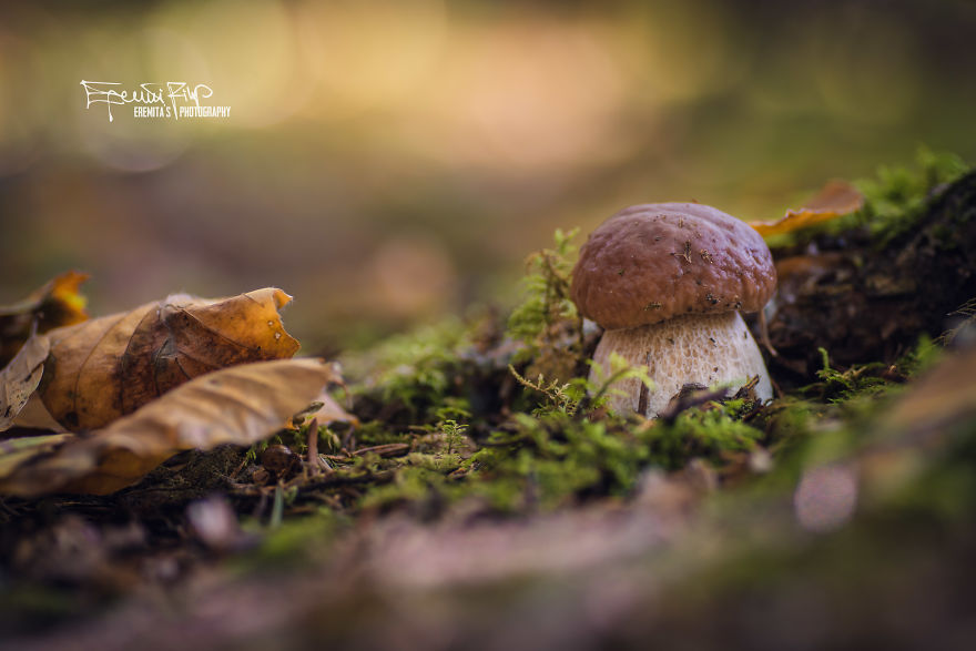 I Wander To The Woods To Photograph Mushrooms