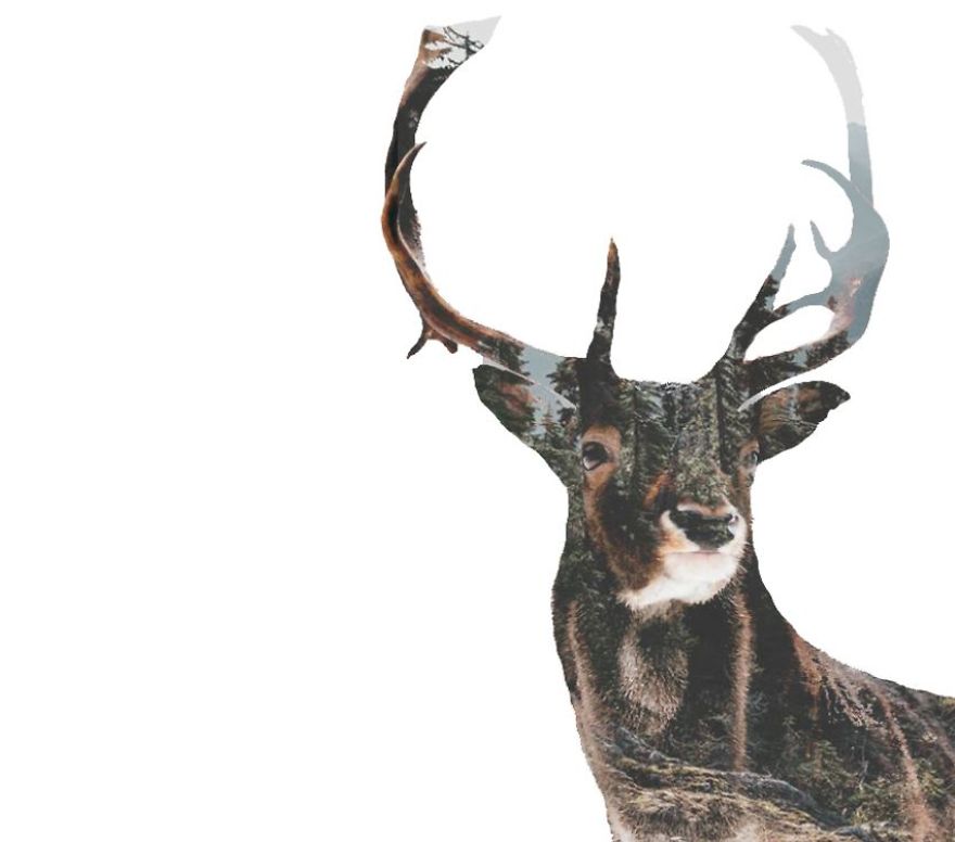 I Use Double Exposure To Create A Series That Merge Wildlife With Landscapes